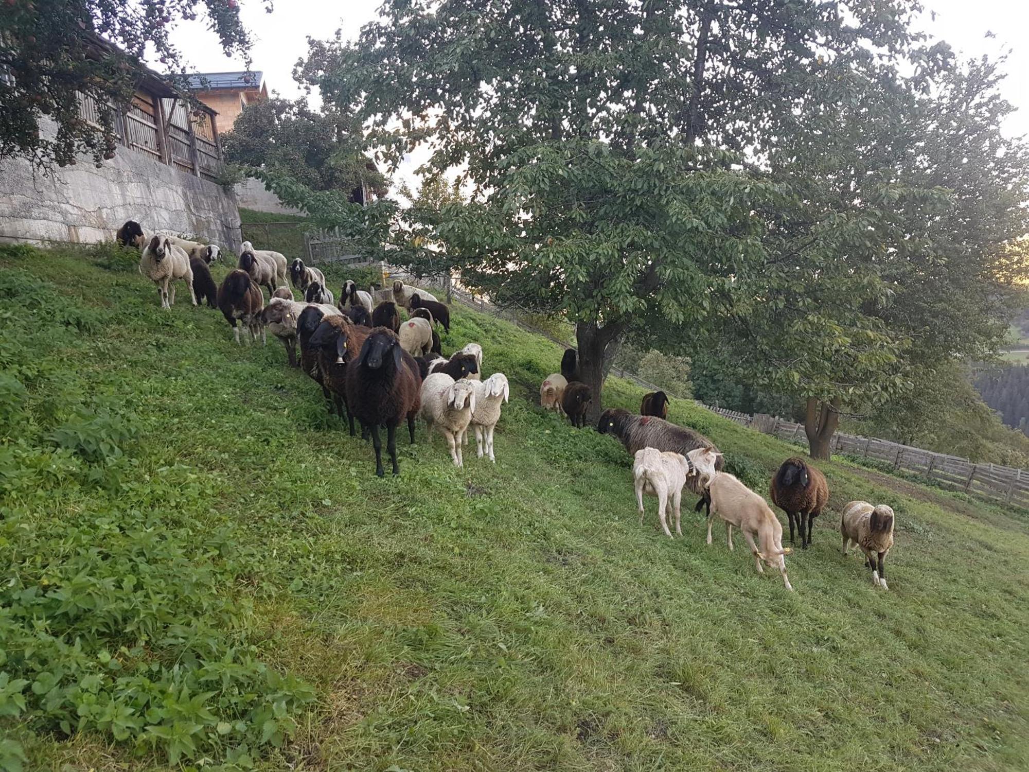 Apart Alpenzeit Arzl im Pitztal Esterno foto